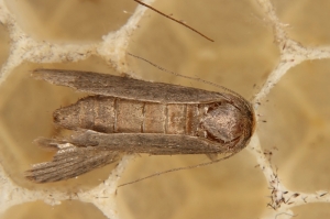 Kleine Wachsmotte (Achroia grisella)